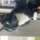 Picture of cat lost at St Denis