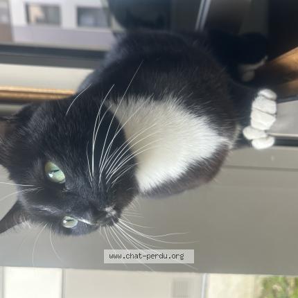 Photo 1/1 William Chat lost in St denis