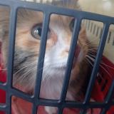 Picture of cat found at Gaillac