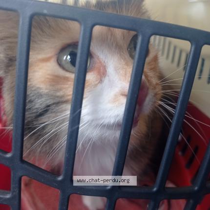 Photo 1/1 Found cat Found in Gaillac