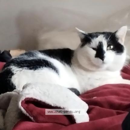 Photo 1/1 Mitsu Chat lost in Plassac