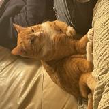 Picture of cat lost at Fay