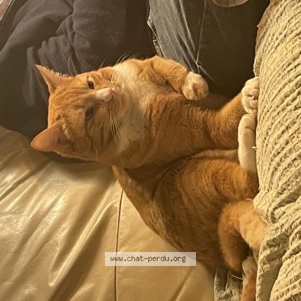 Photo 1/1 Luigi Chat lost in Fay