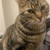 Picture of cat lost at Mennecy