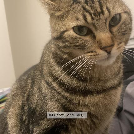 Photo 1/1 Castille Chat lost in Mennecy