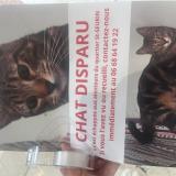 Picture of cat lost at Bordeaux