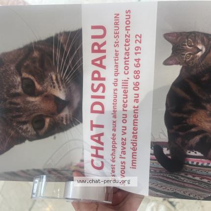 Photo 1/1 Azuki Chat lost in Bordeaux