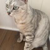Picture of cat lost at Saint Nazaire