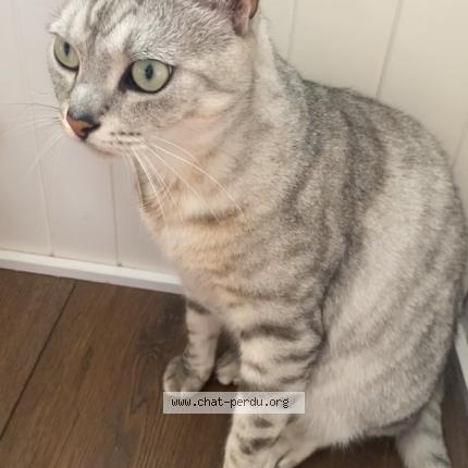 Photo 1/1 Marley Chat lost in Saint nazaire