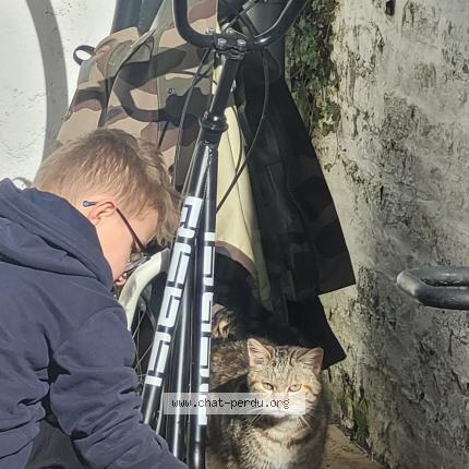 Photo 1/1 Found cat Found in Cambrai