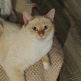 Picture of cat lost at Raches