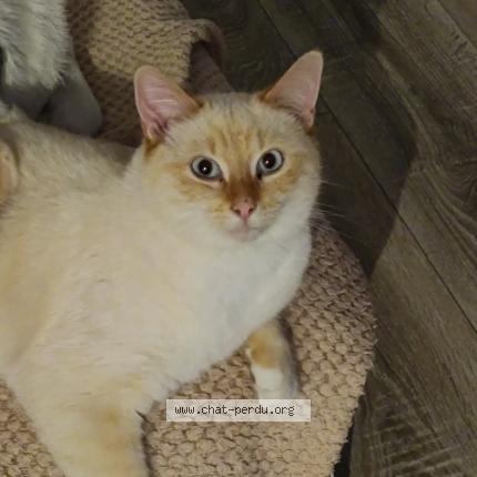 Photo 1/1 Donuts Chat lost in Raches