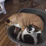 Picture of cat lost at Saint Just