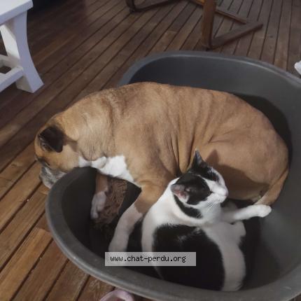 Photo 1/1 Tomy Chat lost in Saint just