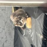 Picture of cat found at Couillet