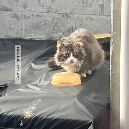 Foto 1/1 Kat gevonden Gevonden in Couillet