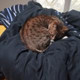 Picture of cat found at Bordeaux