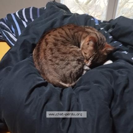 Photo 1/1 Found cat Found in Bordeaux