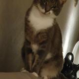 Picture of cat lost at Laumesfeld Calembourg