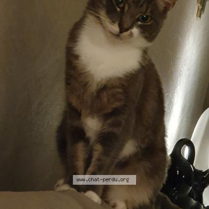 Photo 1/1 Dakota Chat lost in Laumesfeld calembourg