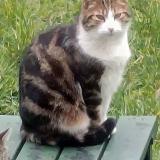 Picture of cat lost at Montgeron