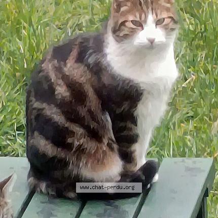 Photo 1/1 tigrou Chat lost in Montgeron
