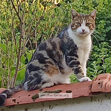 Photo 2/2 tigrou Chat lost in Montgeron