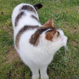 Picture of cat lost at Plouha