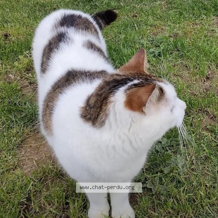 Photo 1/1 GOËLO Chat lost in Plouha