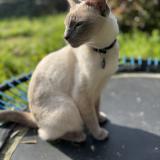 Picture of cat lost at La Seyne Sur Mer