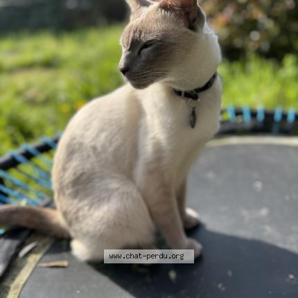 Photo 1/1 Raj Chat lost in La seyne sur mer