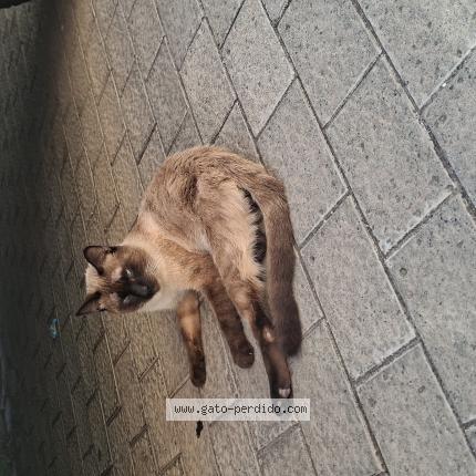 Photo 1/1 Found cat Found in Telde