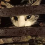 Picture of cat found at Bruxelles