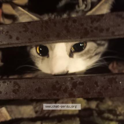 Photo 1/1 Found cat Found in Bruxelles