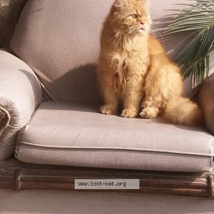 Photo 1/1 Cheeto Chat lost in Lahore raiwind road