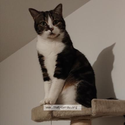 Photo 1/1 Gollum Chat lost in Canteloup