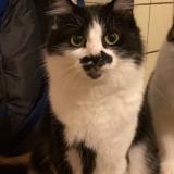 Picture of cat lost at Rothau