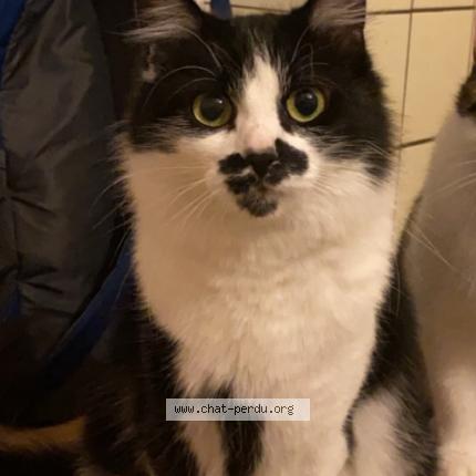 Photo 1/1 Nala Chat lost in Rothau