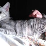 Picture of cat lost at Flers