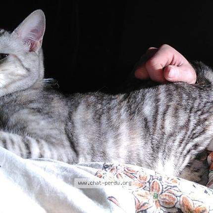 Photo 1/1 Nala Chat lost in Flers