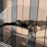 Picture of cat found at Cap D Agde