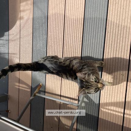 Photo 1/1 Found cat Found in Cap d agde