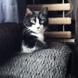 Picture of cat lost at Liege