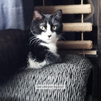 Photo 1/1 Joelle Leonard Chat lost in Liege