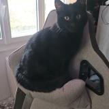 Picture of cat lost at Culhat