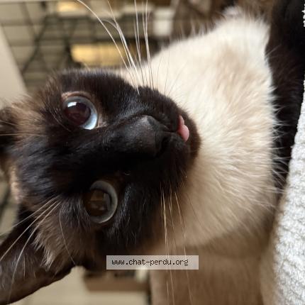 Photo 1/1 Cleo Chat lost in Ondres