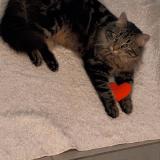 Picture of cat lost at Frouzins