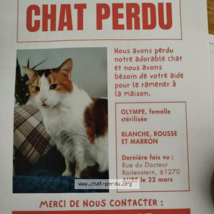 Photo 1/1 Olympe Chat lost in Aube