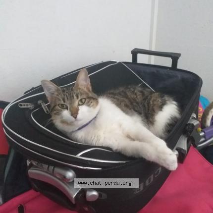 Photo 1/1 Minoucha Chat lost in Saint cloud