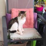 Picture of cat lost at Mouscron